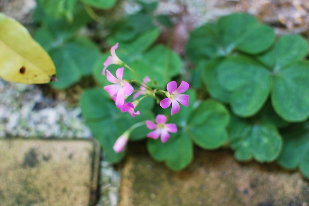 ミツバのクローバーの花
なんて可憐なんでしょう