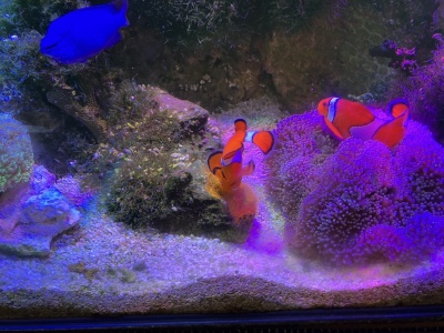 カクレクマノミ