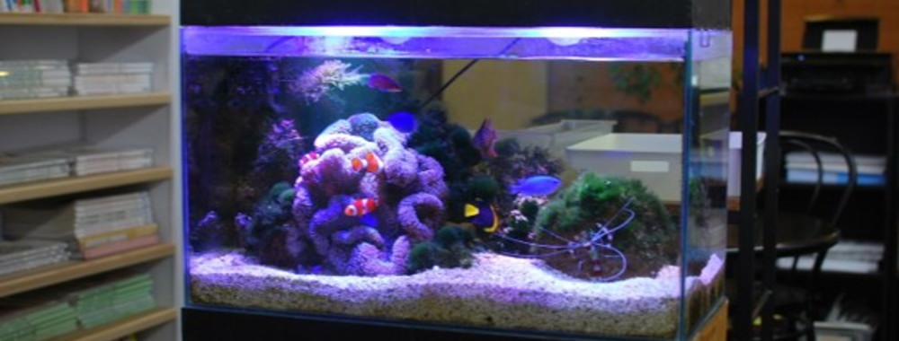 教室にいる海水魚